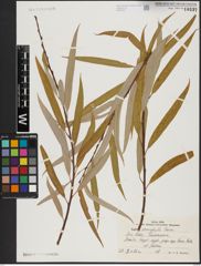 Foto von Salix acmophylla Boiss.